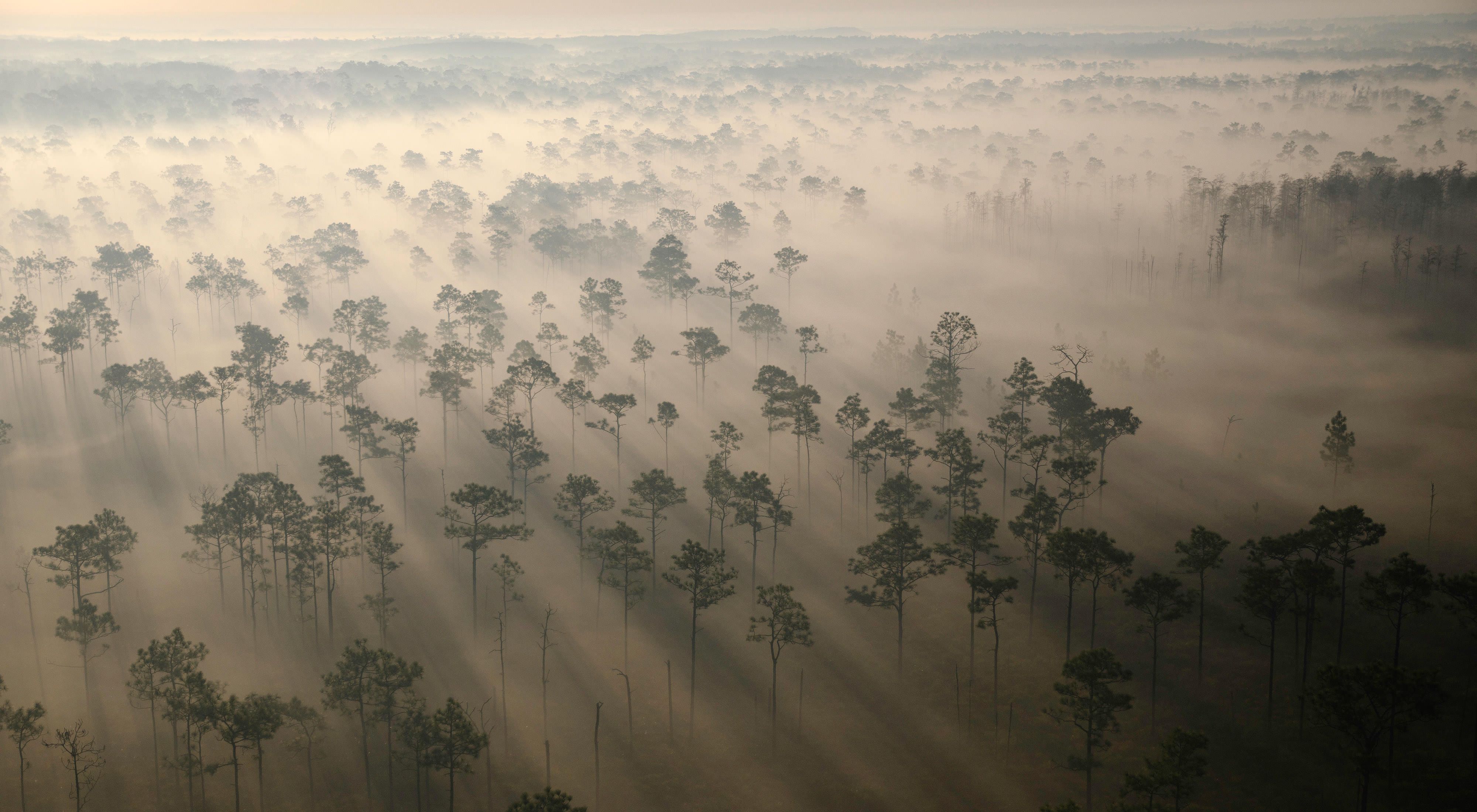 Haze roaming over trees from an aerial view.