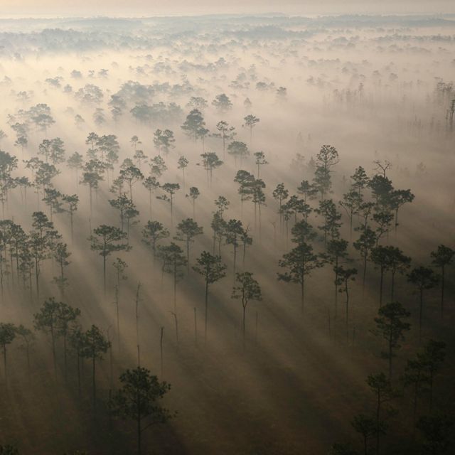 Aerial view of mist flowing through the trees at The Nature Conservancy’s Disney Wilderness Preserve in Florida.