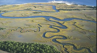 Aerial view of twisting streams on Otter Island. This is an example of a coastal wetland area, which supports a large about of fish species and helps shelter coastal communities from storms- South Carolina has the largest amount of salt marsh area in the East Coast.