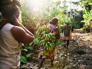 Xikrin women gather bananas and papayas.