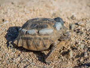 Brown tortoise on the sand with trackers on its back.
