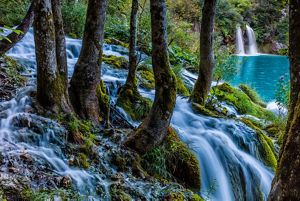 Trees grow in front of emerald green rivers and waterfalls.