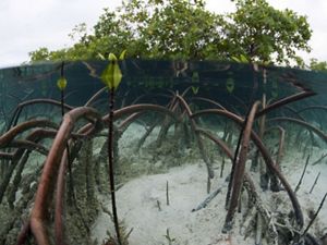 An underwater image of mangrove roots arching through clear waters.