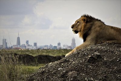 A lion surveys his kingdom with the Nairobi skyline in the background