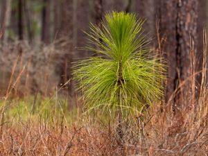 Longleaf pine forest showing a seedling in the "bottlebrush" stage of growth. A short bushy longleaf seedling stand in the foreground backed by the rough trunks of mature pine trees.