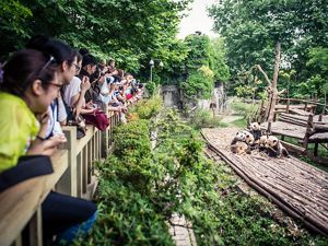 Visitors watch as pandas play at a captive breeding center