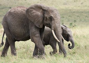 Close-up of African elephants.