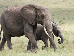 Close-up of African elephants.