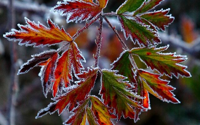 Frost on red leaves
