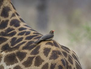 A small gray bird perches atop the rump of a giraffe