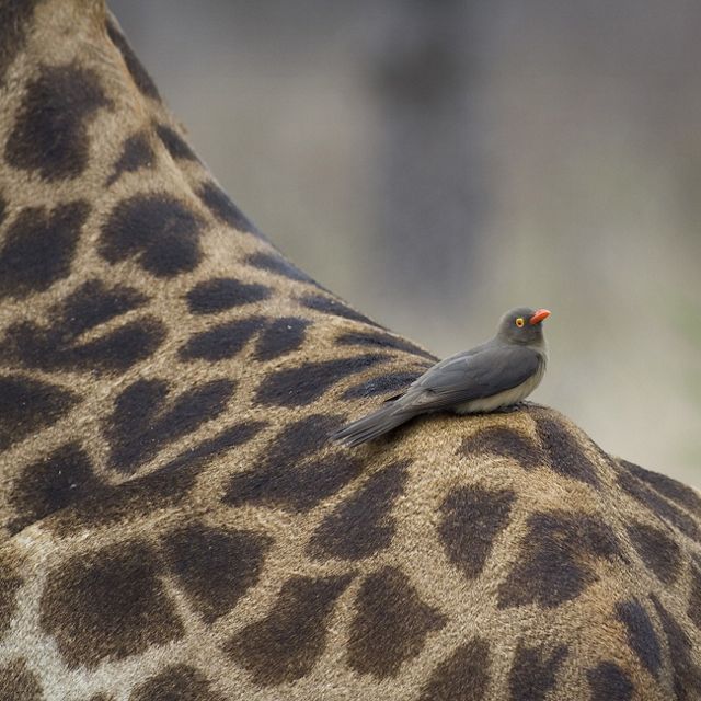 A small gray bird perches atop the rump of a giraffe