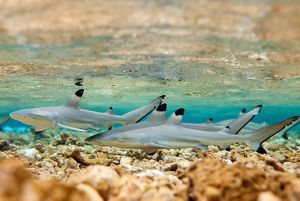 small blacktip sharks swim in shallow tropical water
