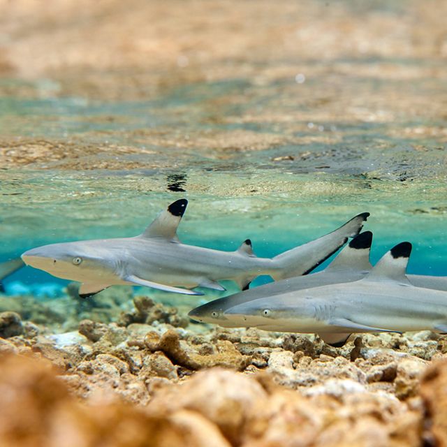 A group of young sharks in shallow, tropical water.