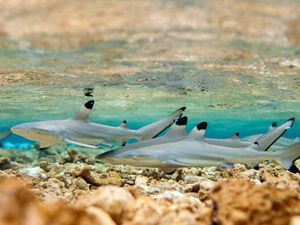small blacktip sharks swim in shallow tropical water