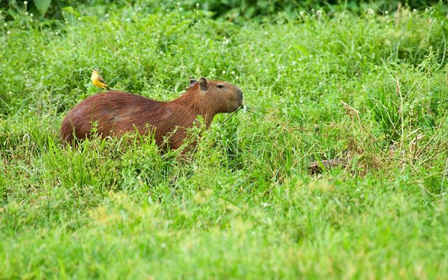 A yellow bird perches on the rump of a capybara as it munches grass.