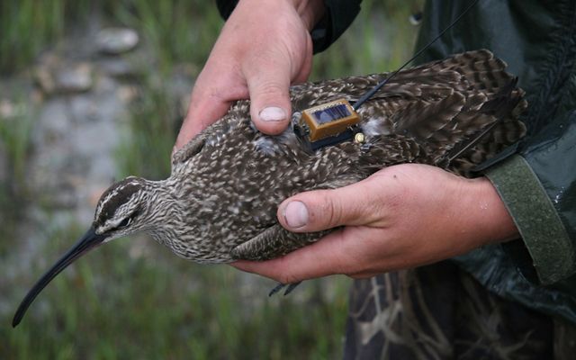 A person holds a brown speckled bird with a small tracking transmitter attached to its back.