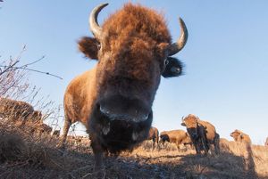 A bison leans it's head in close the camera's lens.