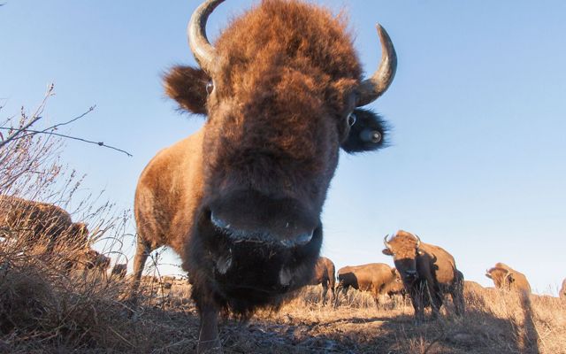 A bison leans it's head in close the camera's lens.