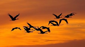 The dark silhouettes of flying sandhill cranes are punctuated by the orange hue of the sky at sunset.