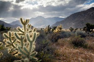 Cactus in the desert. 