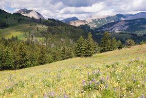 Mountain landscape with pine trees and clouds. 