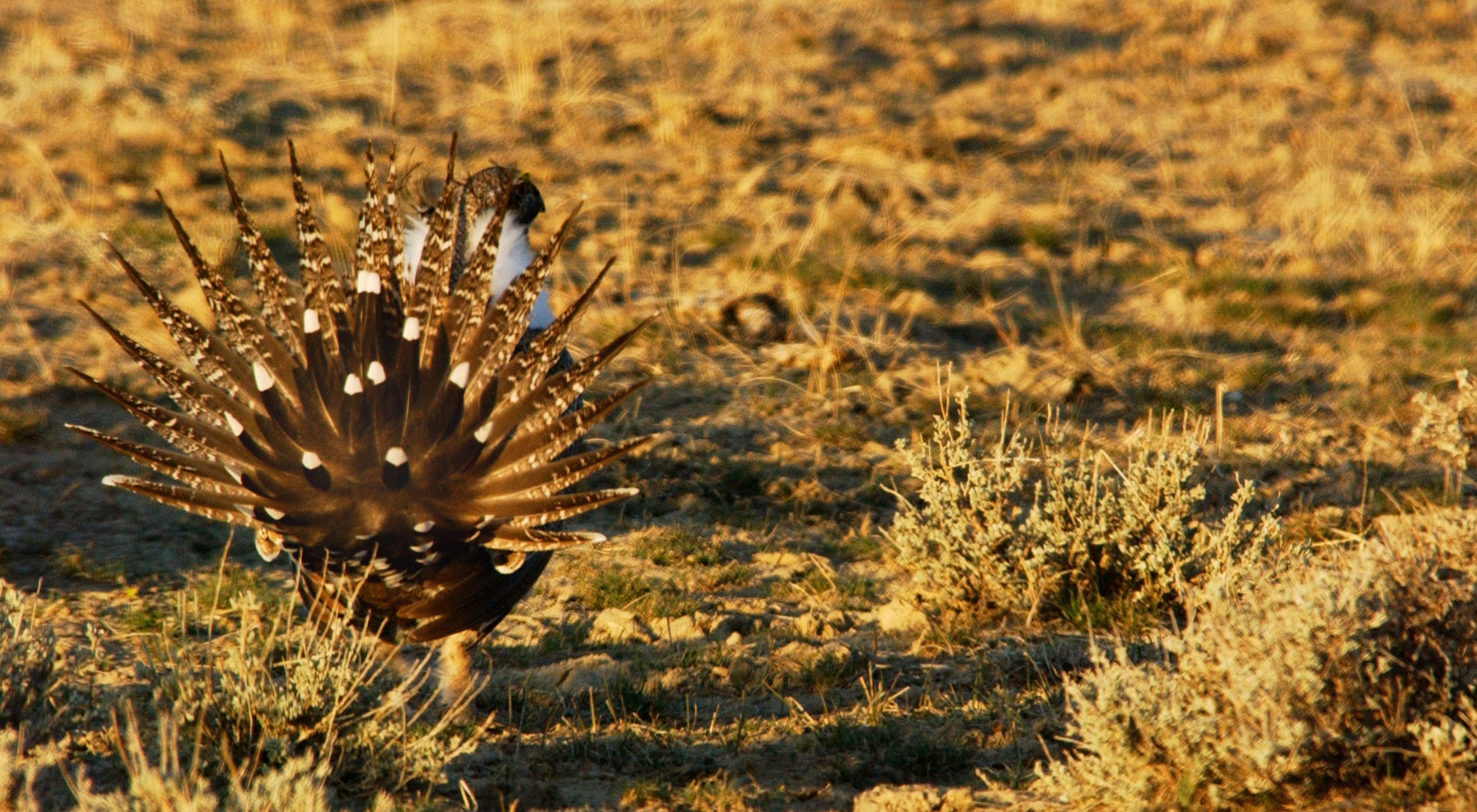 back view of a sage grouse showing it's feathers