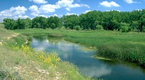 A small pond is surrounded by tall grasses and wildflowers with a grove of trees in the background under blue sky with puffy clouds.