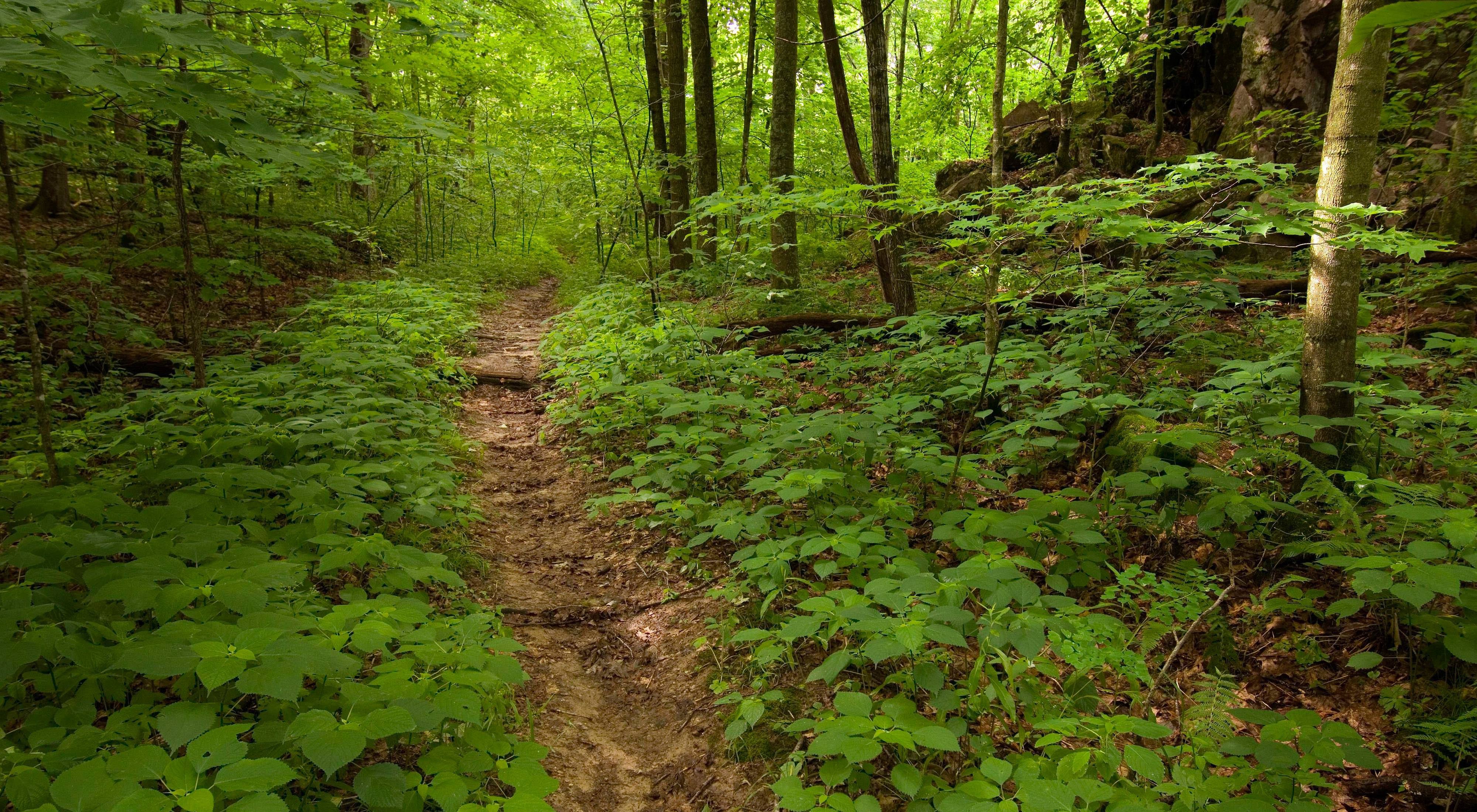A dirt trail through a green forest with rock outcrops.