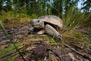 A brown tortoise moves through grass.