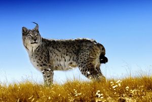 side view of a lynx against a blue sky