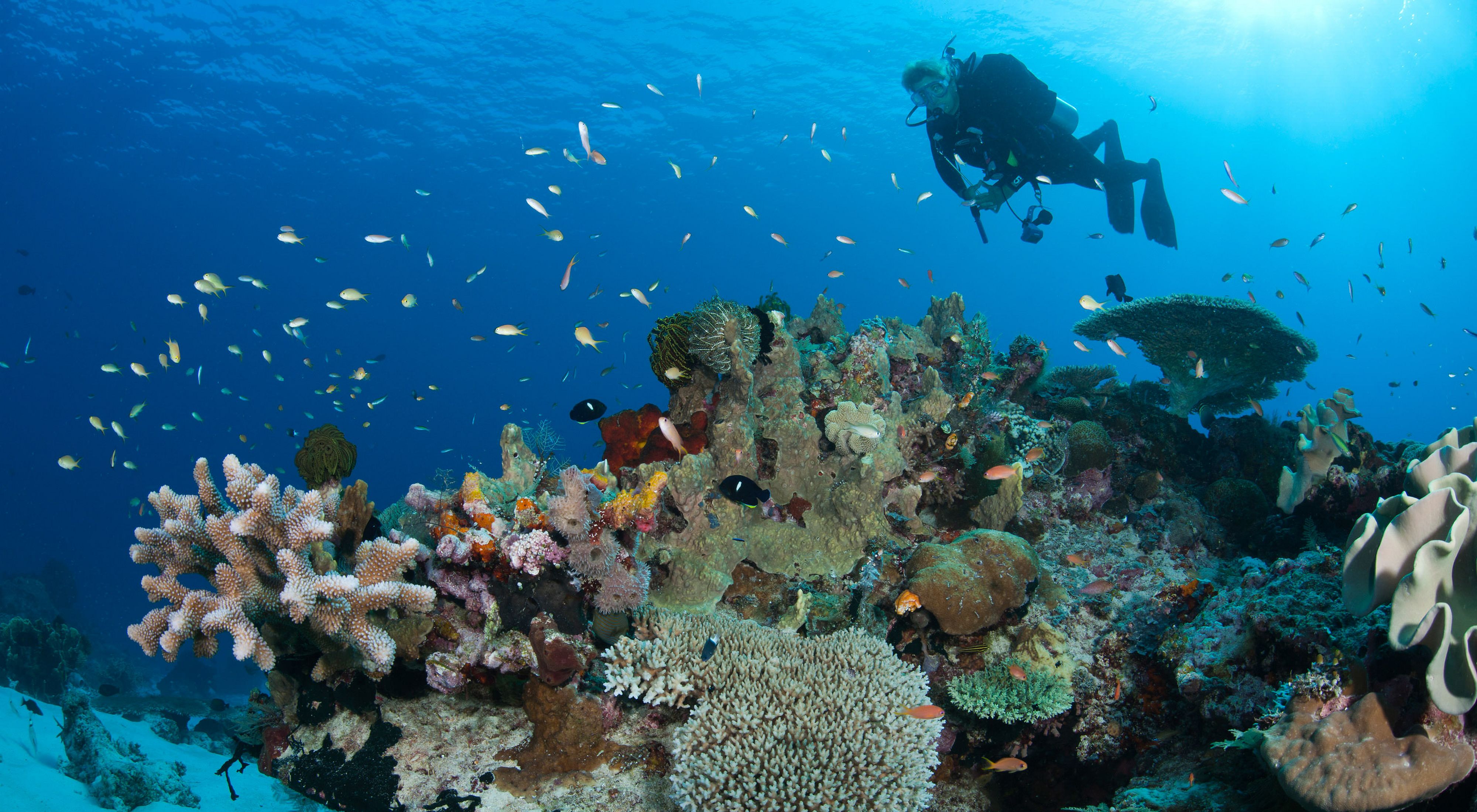 Scenic reef with diver examining corals and fish