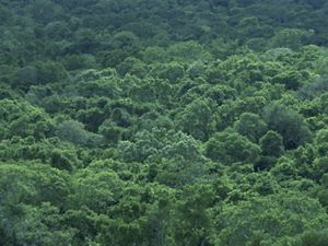 View of dense forest in the Mexican state of Campeche.