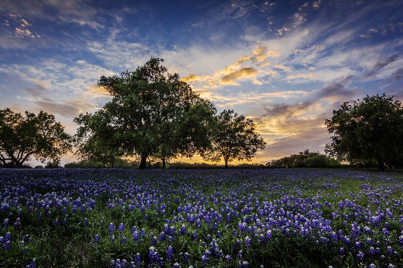Lush blooming of Texas Bluebonnets at dusk near Austin, TX