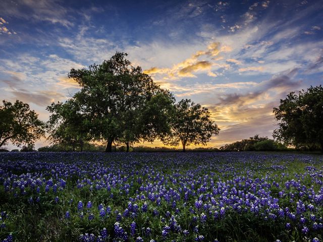 Lush blooming of Texas Bluebonnets at dusk near Austin, TX