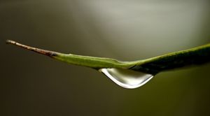 A drop of water is hanging off a plant, about to drop to the ground.