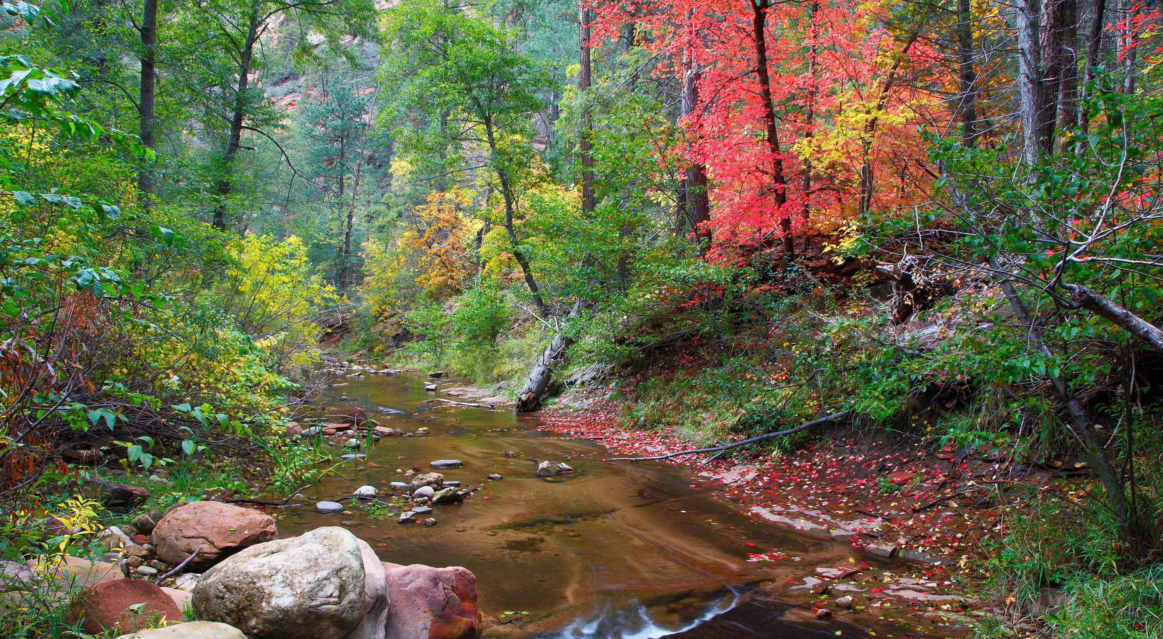 A creek flowing through a brightly colored forest.