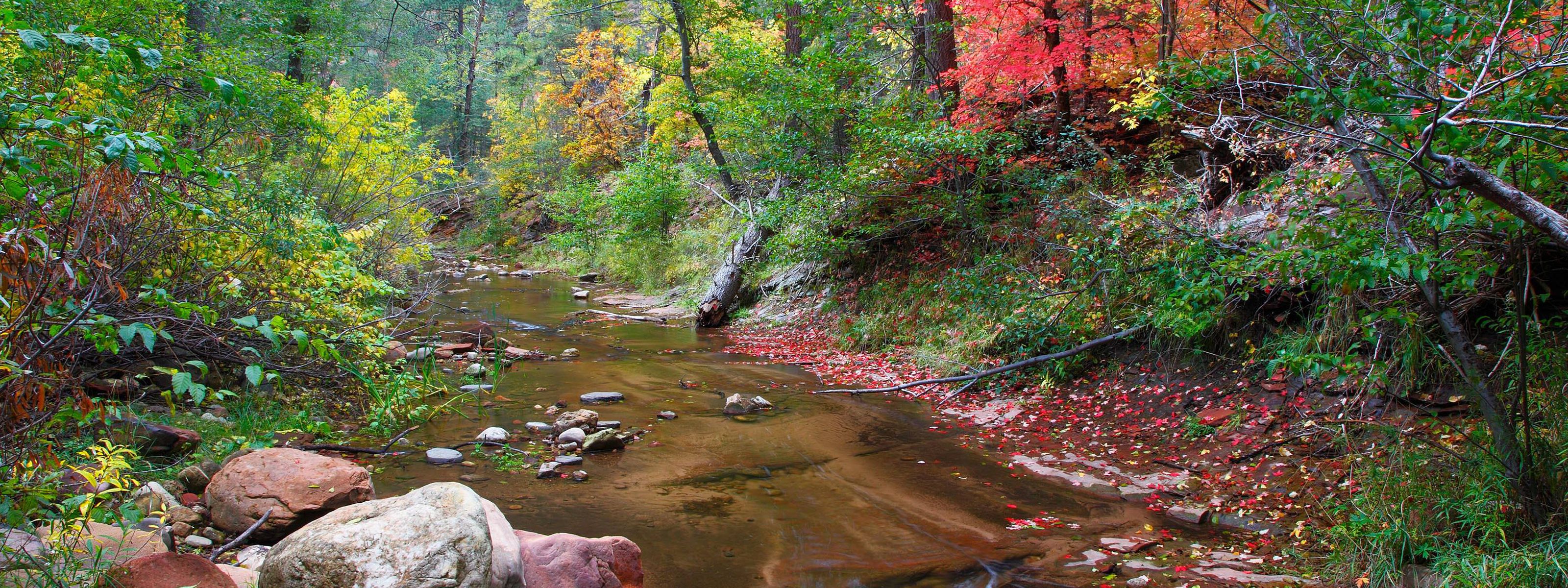 creak flowing with colorful fall leaves