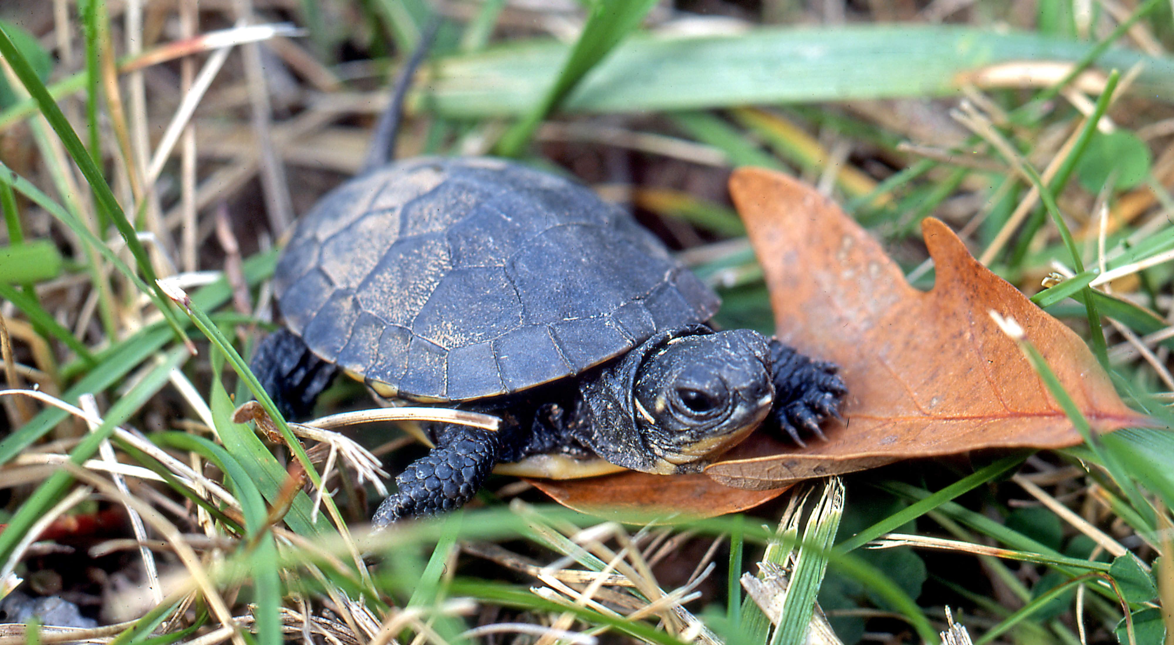 a small dark turtle on leaf surrounded by green grass.
