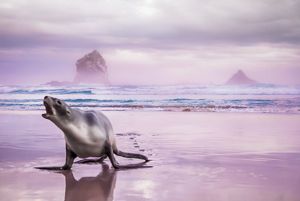 A sea lion strikes an aggressive pose on a beach. 