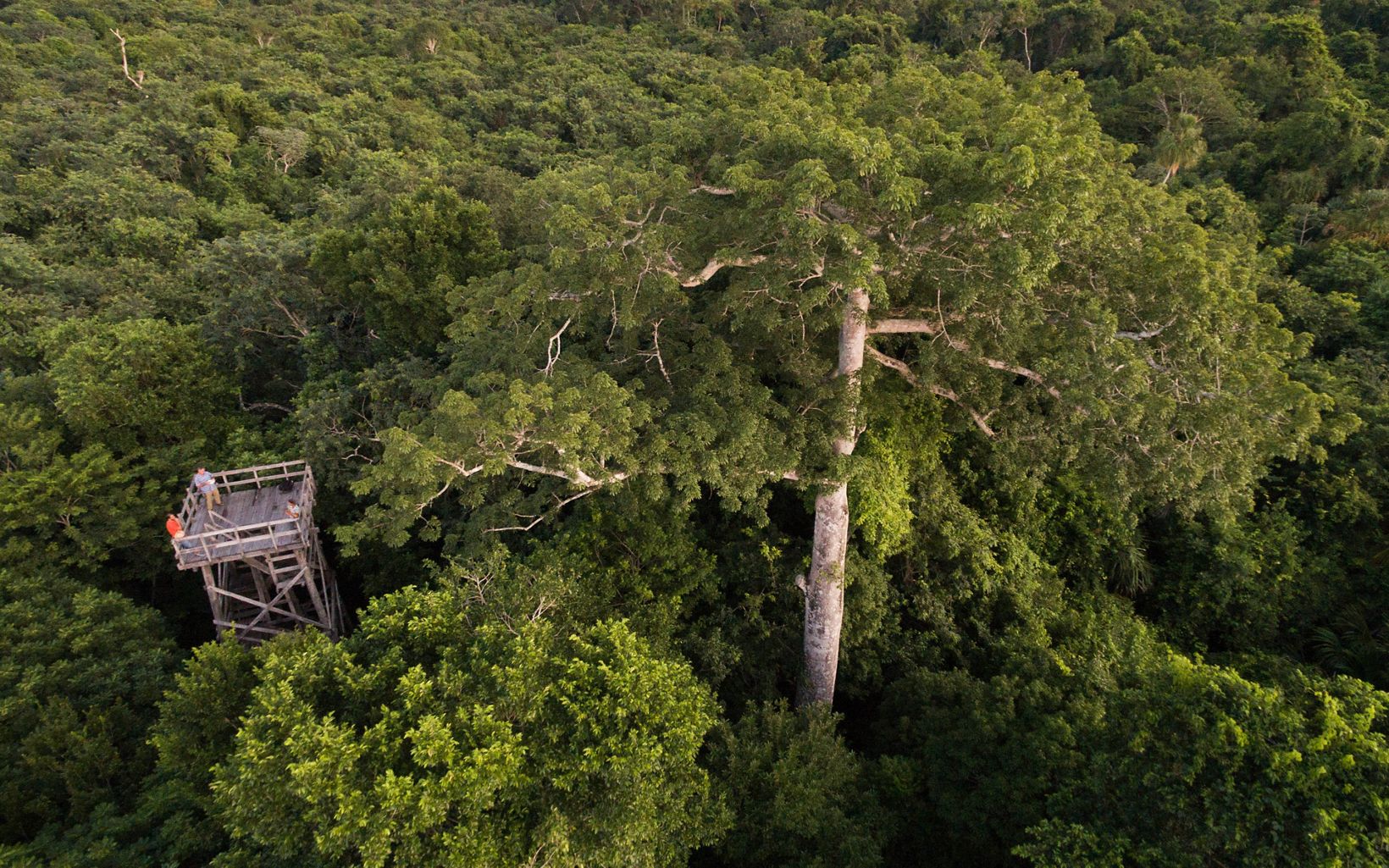 Mexico Aerial views of the tropical forest around the logging community of Noh Bec, Quintana Roo, Mexico.  © Erich Schlegel