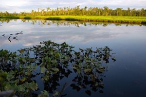 The heads of water plants poke above the still surface of Holt Creek. On the opposite side of the creek, trees line the horizon and are reflected in the surface of the water.