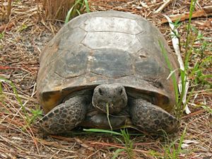 A large tortoise sits on the ground munching a blade of grass.