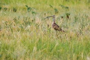A speckled brown shorebird with a very long curved beak stands in tall grass.