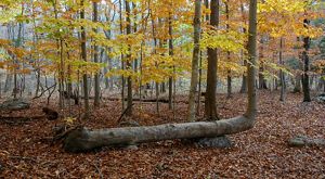 A fallen tree is surrounded by a forest boasting colorful fall leaves.