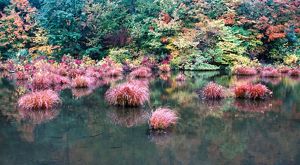 Colorful plants and trees in and around a lake at Higby Mountain Preserve