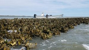 Oysters are exposed at low tide in a coastal Virginia bay. The wide healthy reef stretches across the water and out of frame. Two people stand in the background next to a small boat.