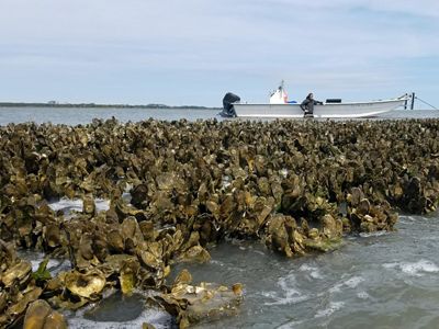 Muro marrón de ostras sobresale del agua que regresa hacia el horizonte.