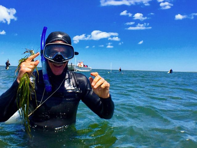A smiling man in a wetsuit, mask and snorkel stands in waist deep blue water and holds up eelgrass shoots.