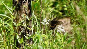 A black and orange butterfly sits on a small white orchid collecting nectar. Tall grasses and vegetation surround the plant.