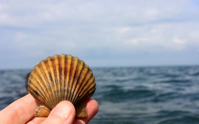 Close up view of a scallop shell held up by a hand, with the Atlantic ocean in the background.